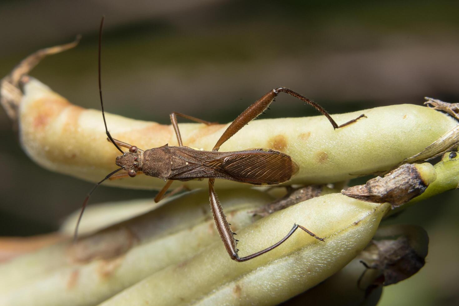 brun mördare bug på en växt foto