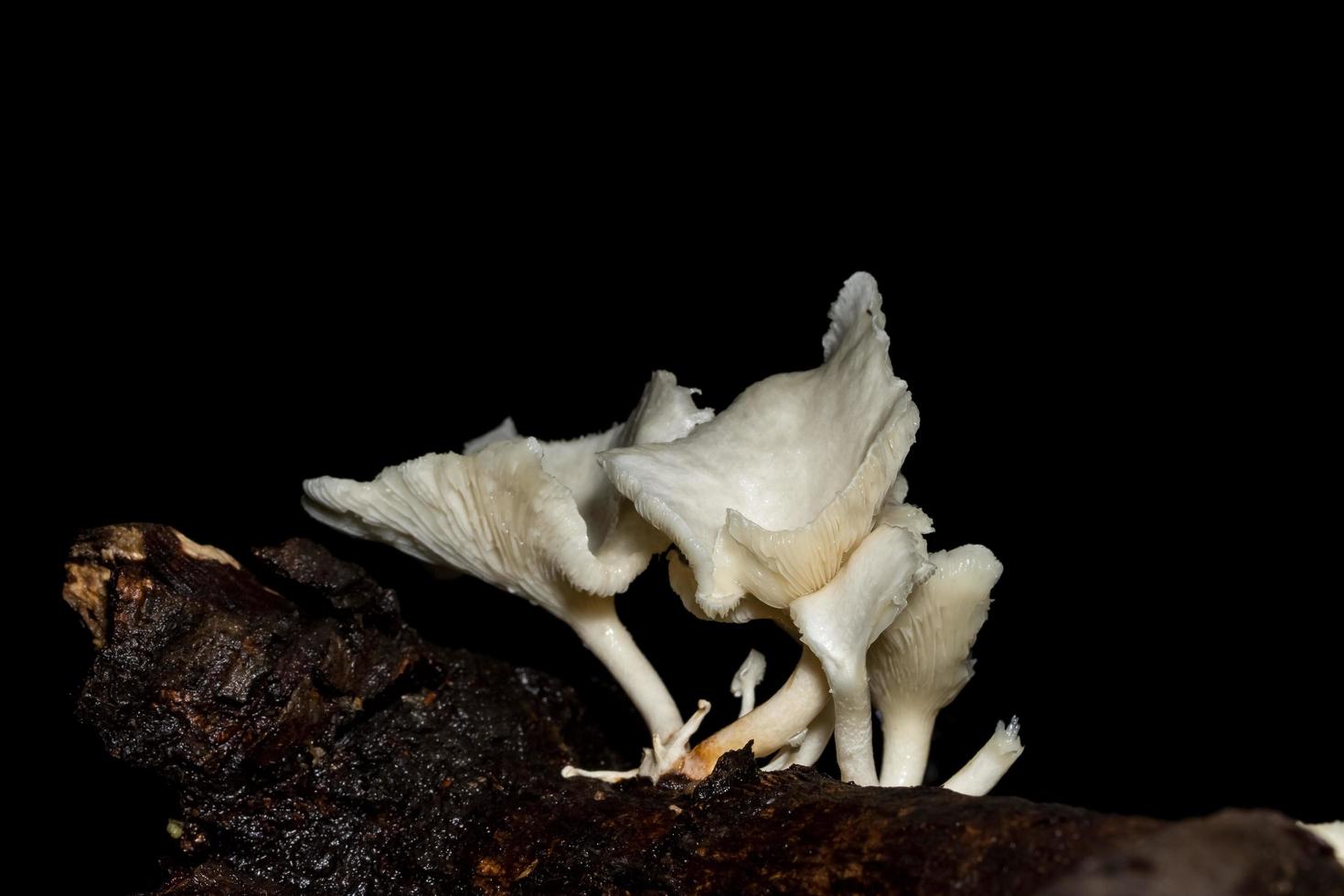 vit svamp närbild foto
