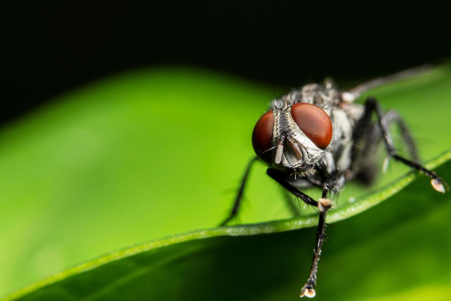 flyga på ett blad foto