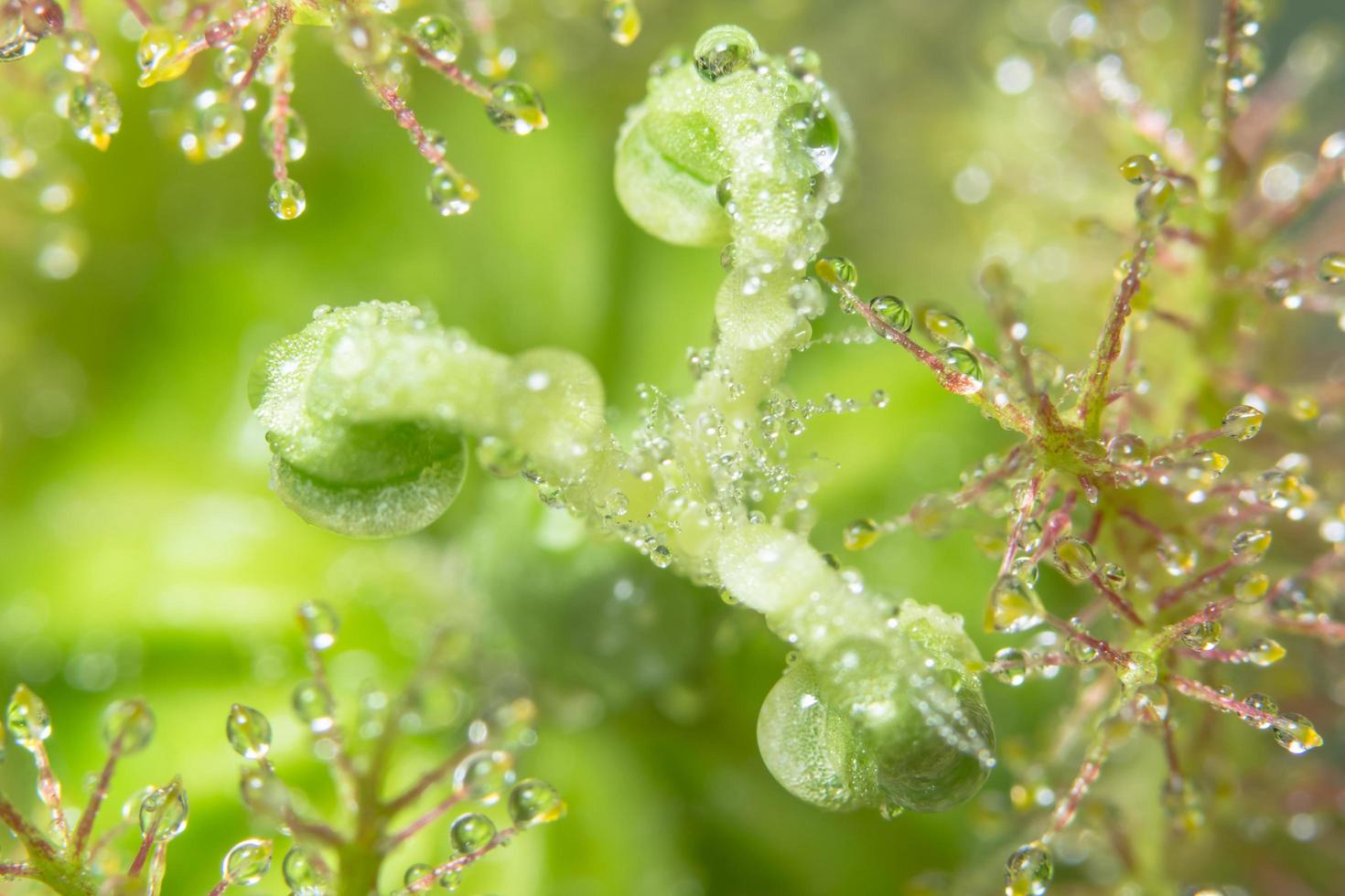 droppar vatten på en blomma foto