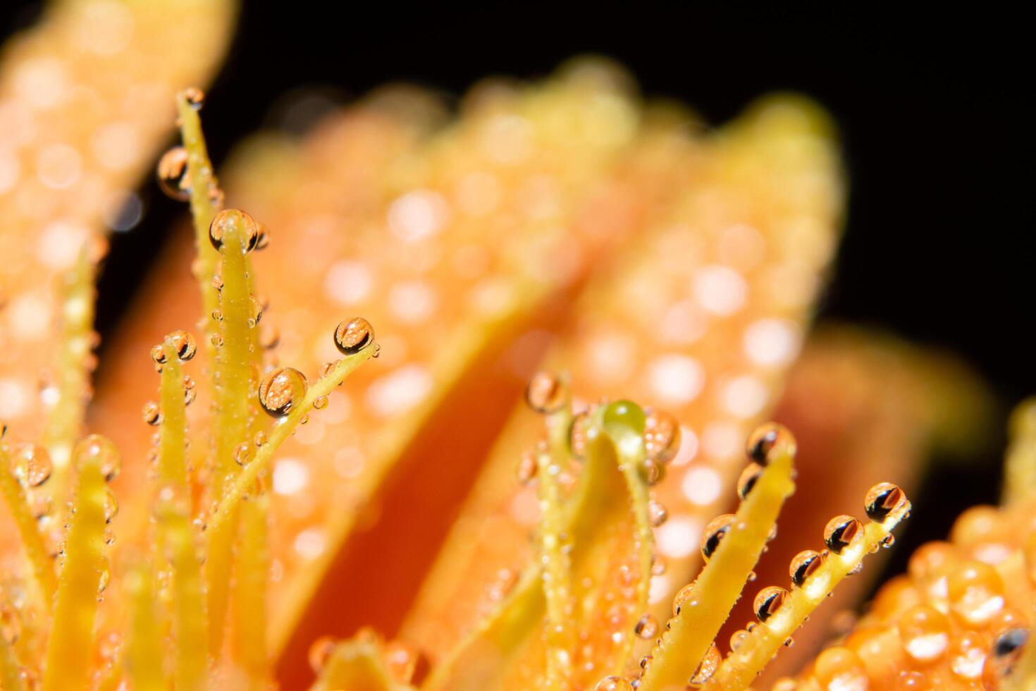 vattendroppar på orange blomblad, närbild foto