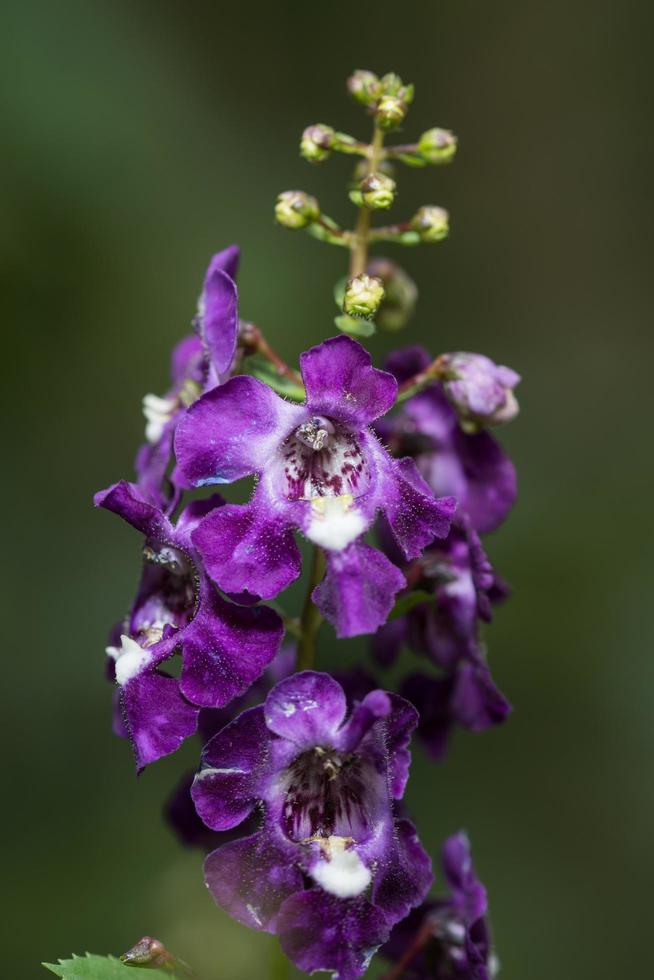 violett blomma närbild foto