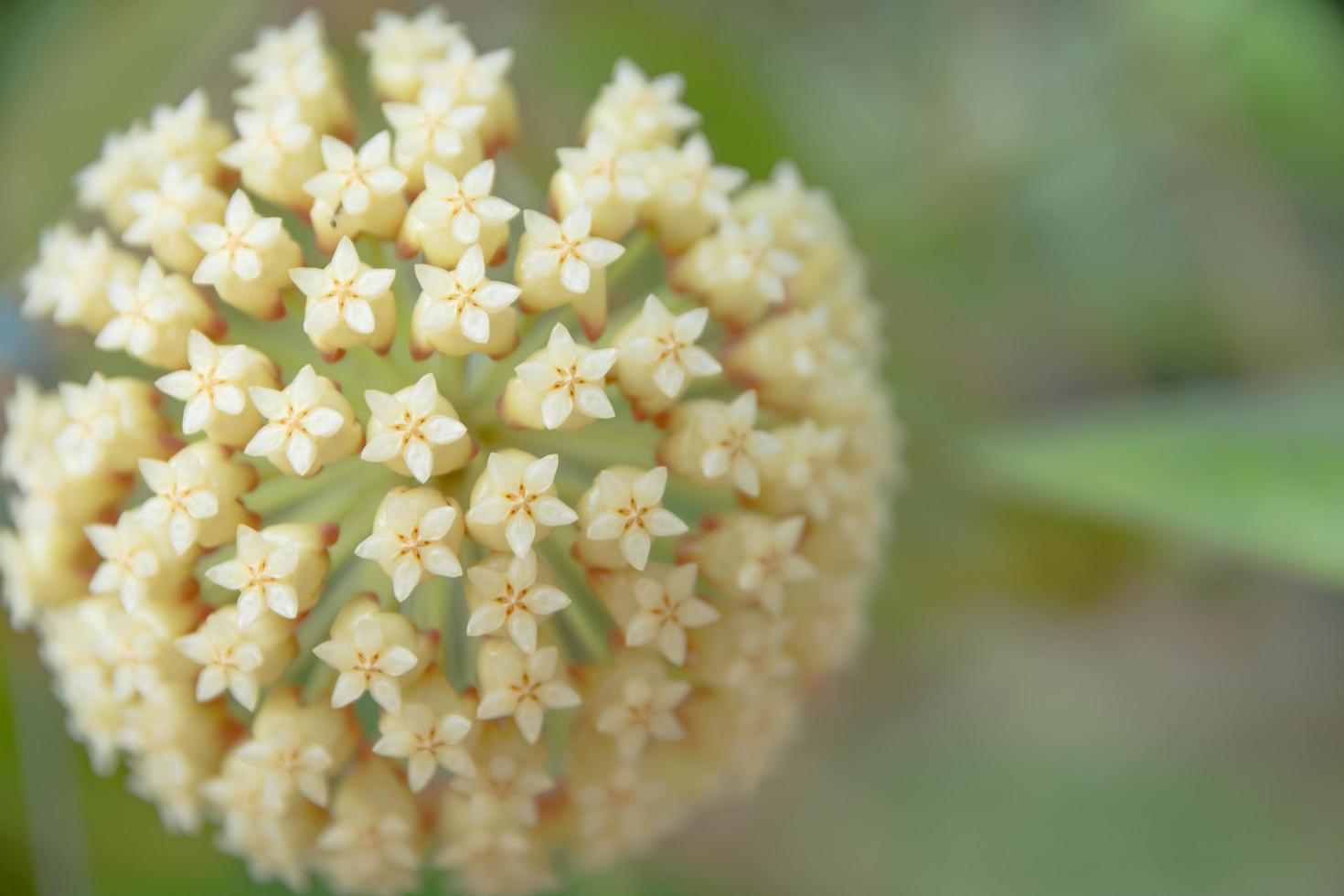 vit hoya blomma närbild foto