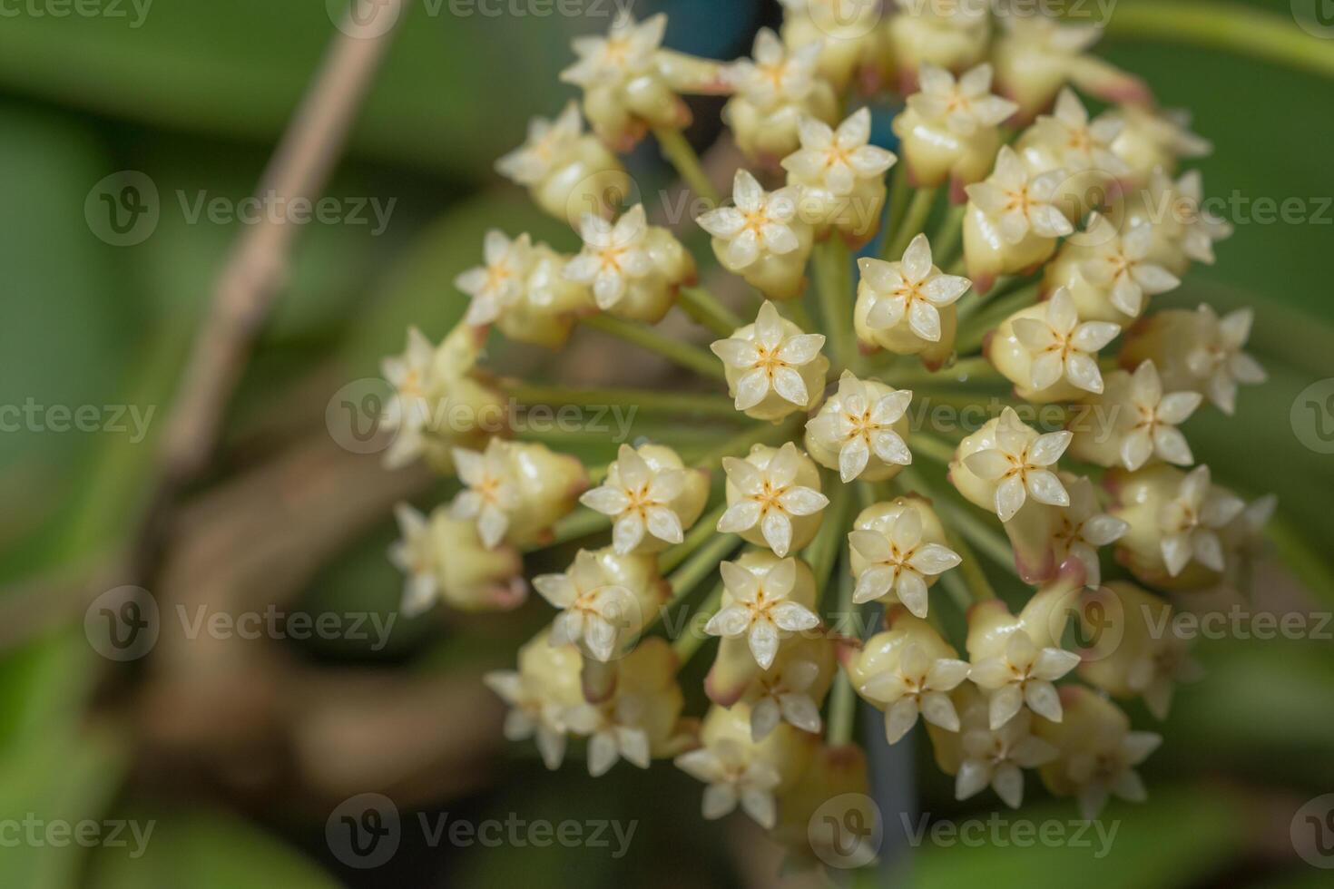 vit hoya blomma foto