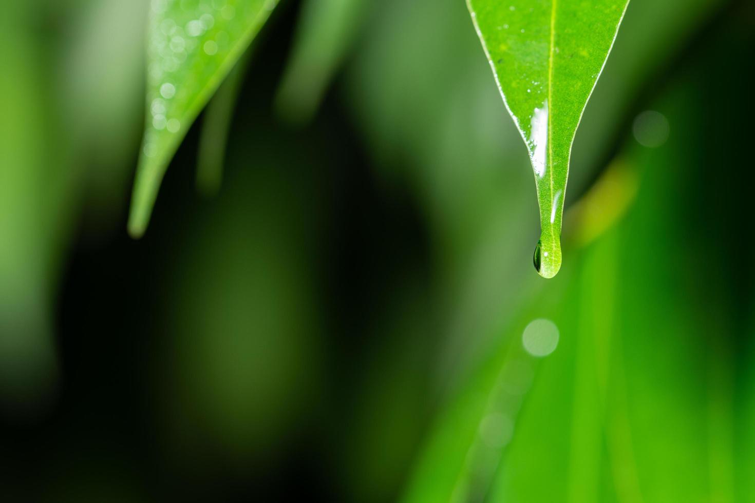 droppar vatten på en växt foto