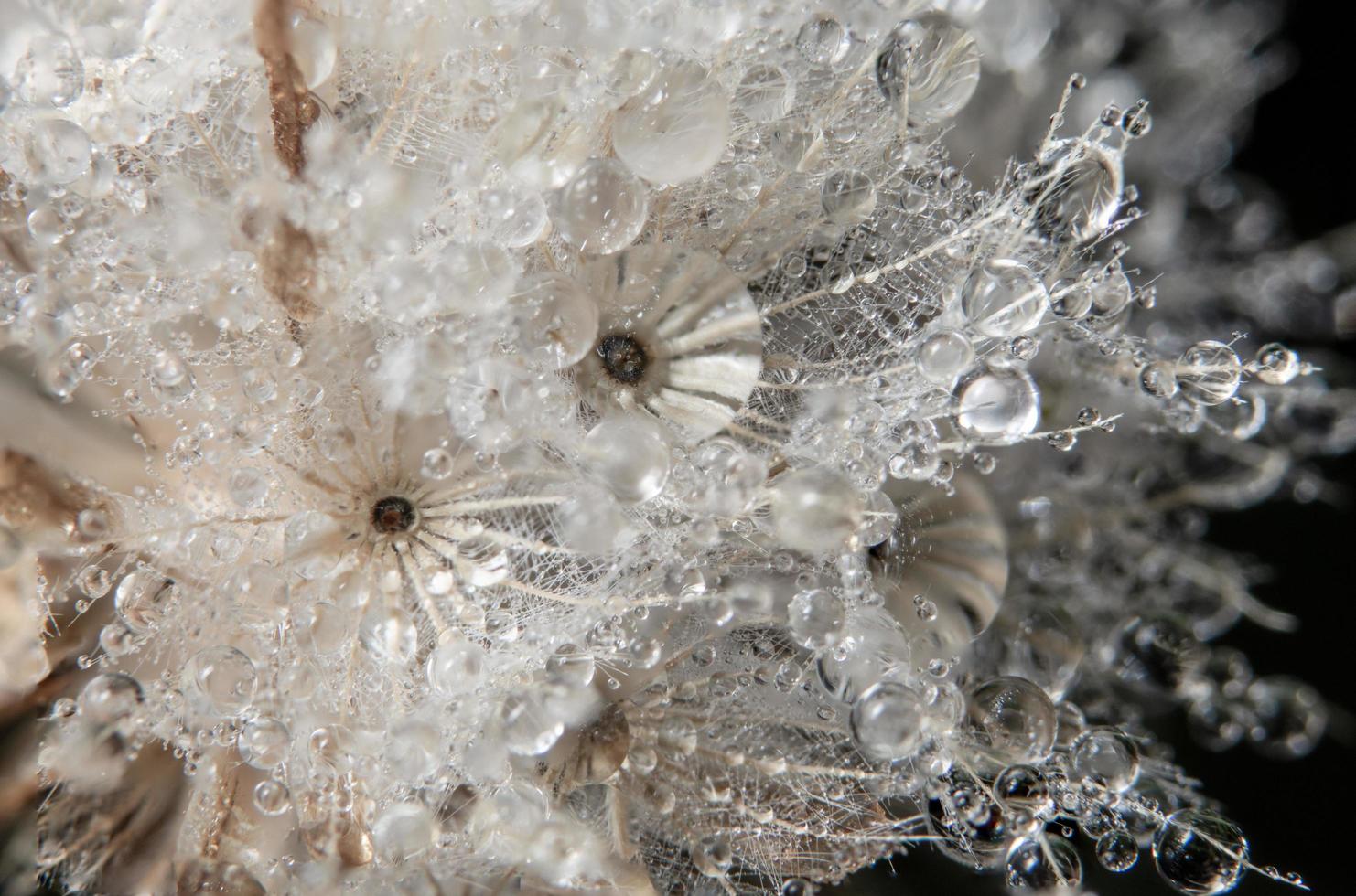 droppar vatten på en blomma foto