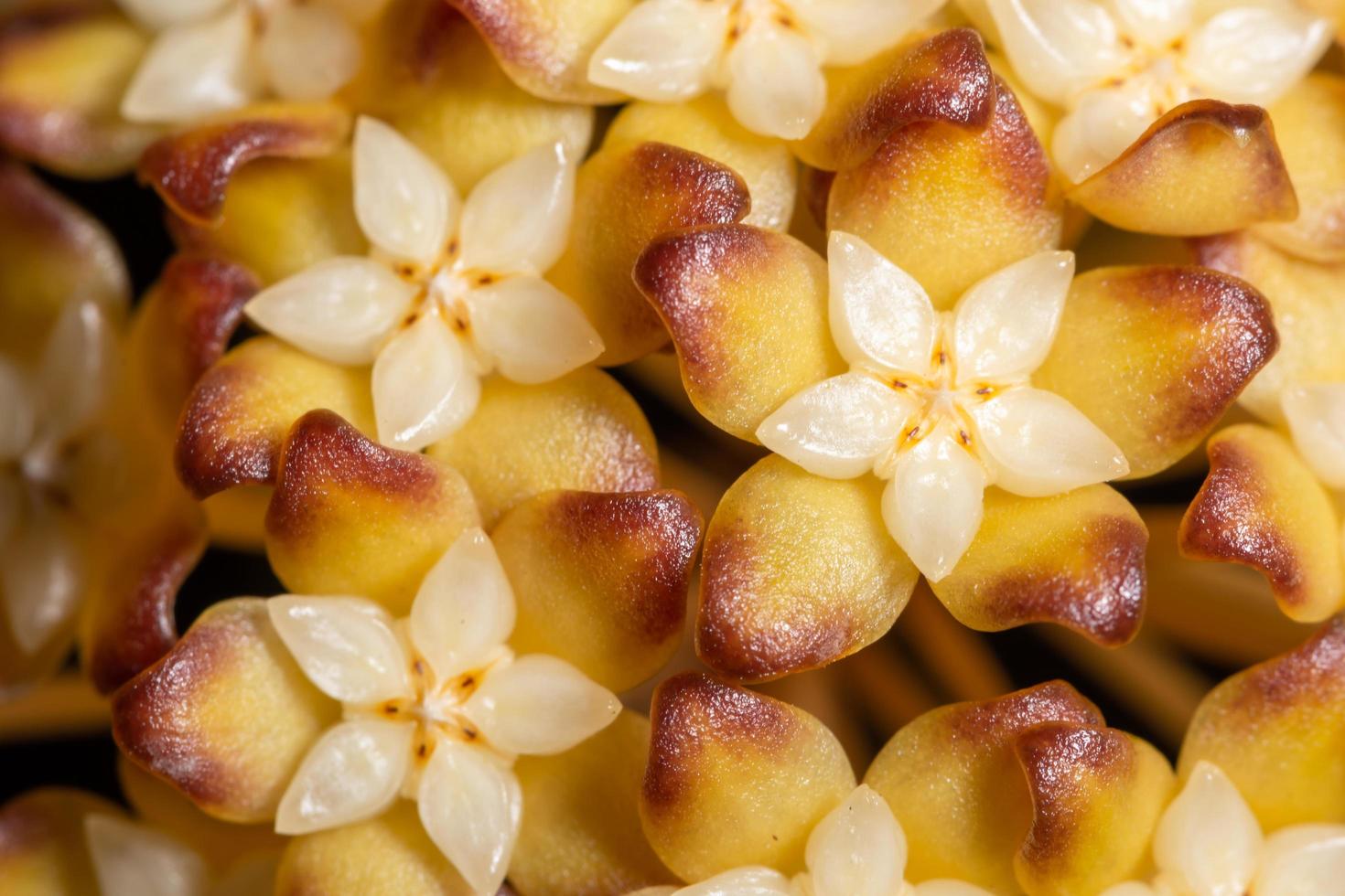 hoya blomma närbild foto