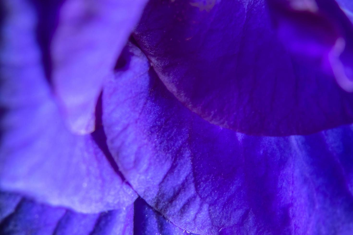 färgglada lila kronblad bakgrund foto