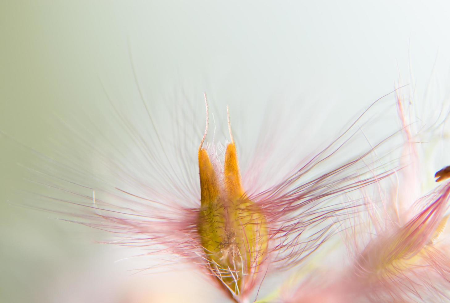 vilda blommor, suddig bakgrund foto