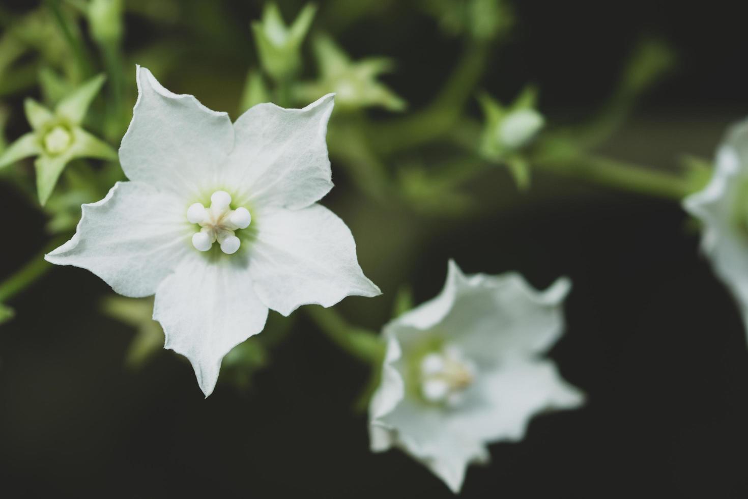 vit blomma närbild foto