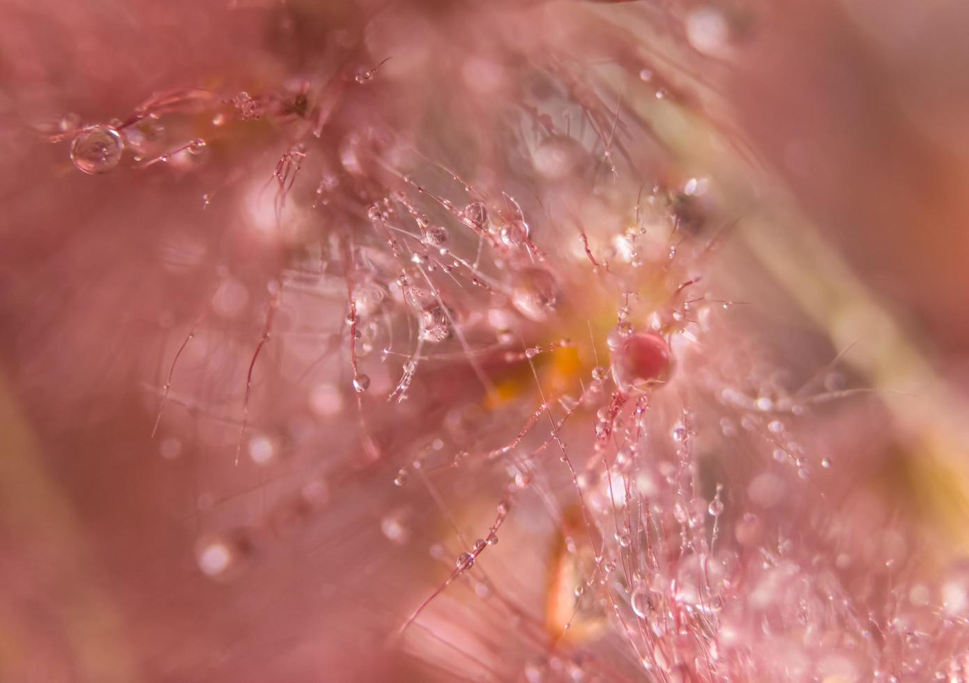 vattendroppar på vilda blommor, suddig bakgrund foto