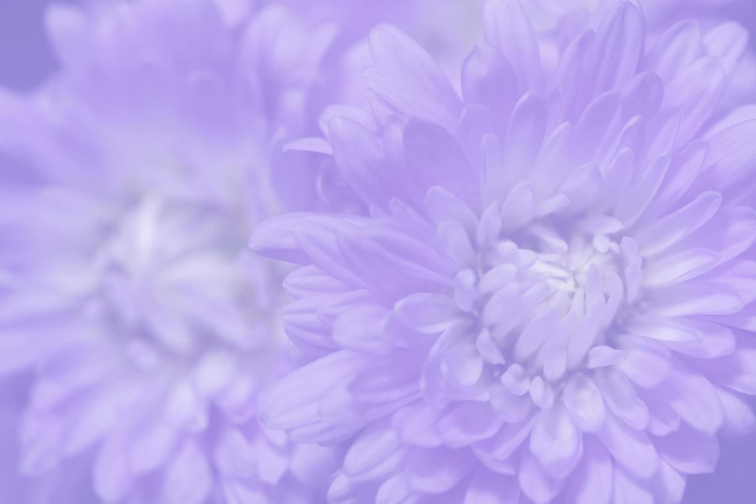 lila blomma bakgrund foto