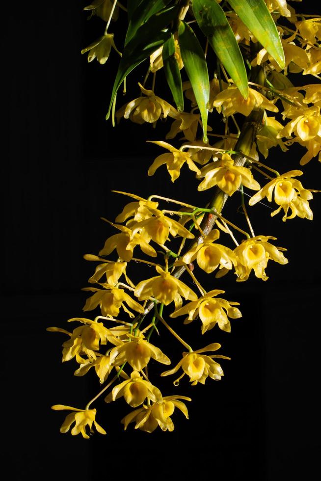 gul blomma på svart bakgrund foto