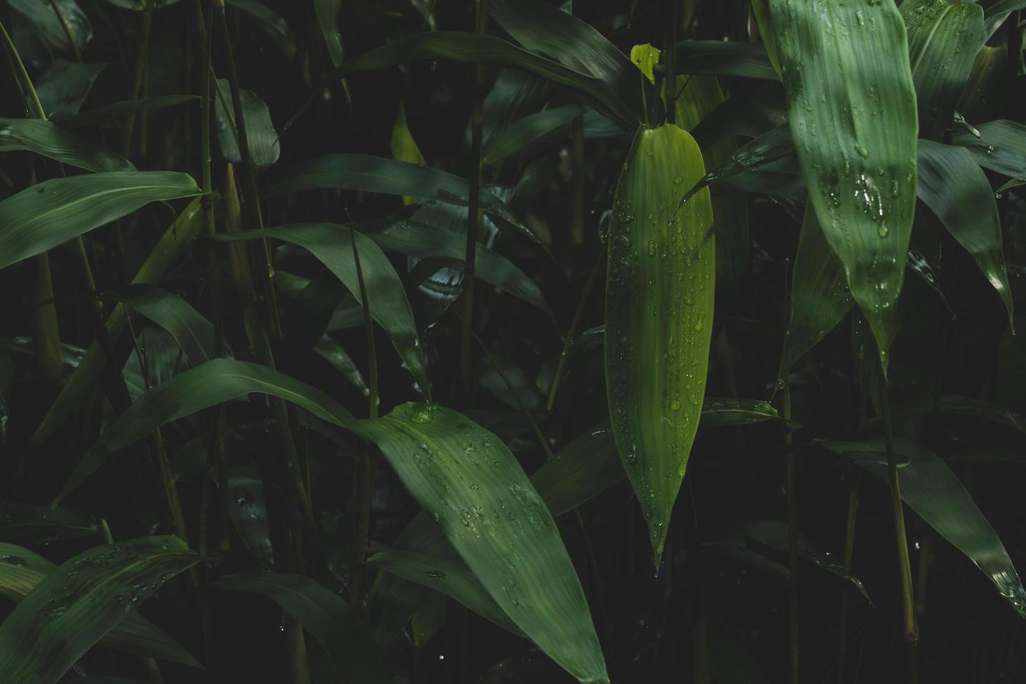 mörkgrön bakgrund av växter foto