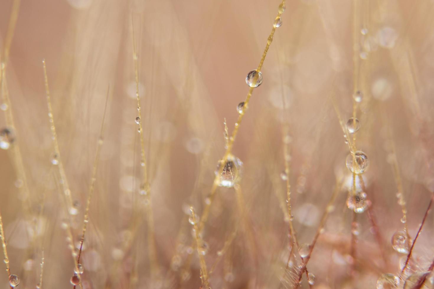 vattendroppar på vilda blommor, suddig bakgrund foto