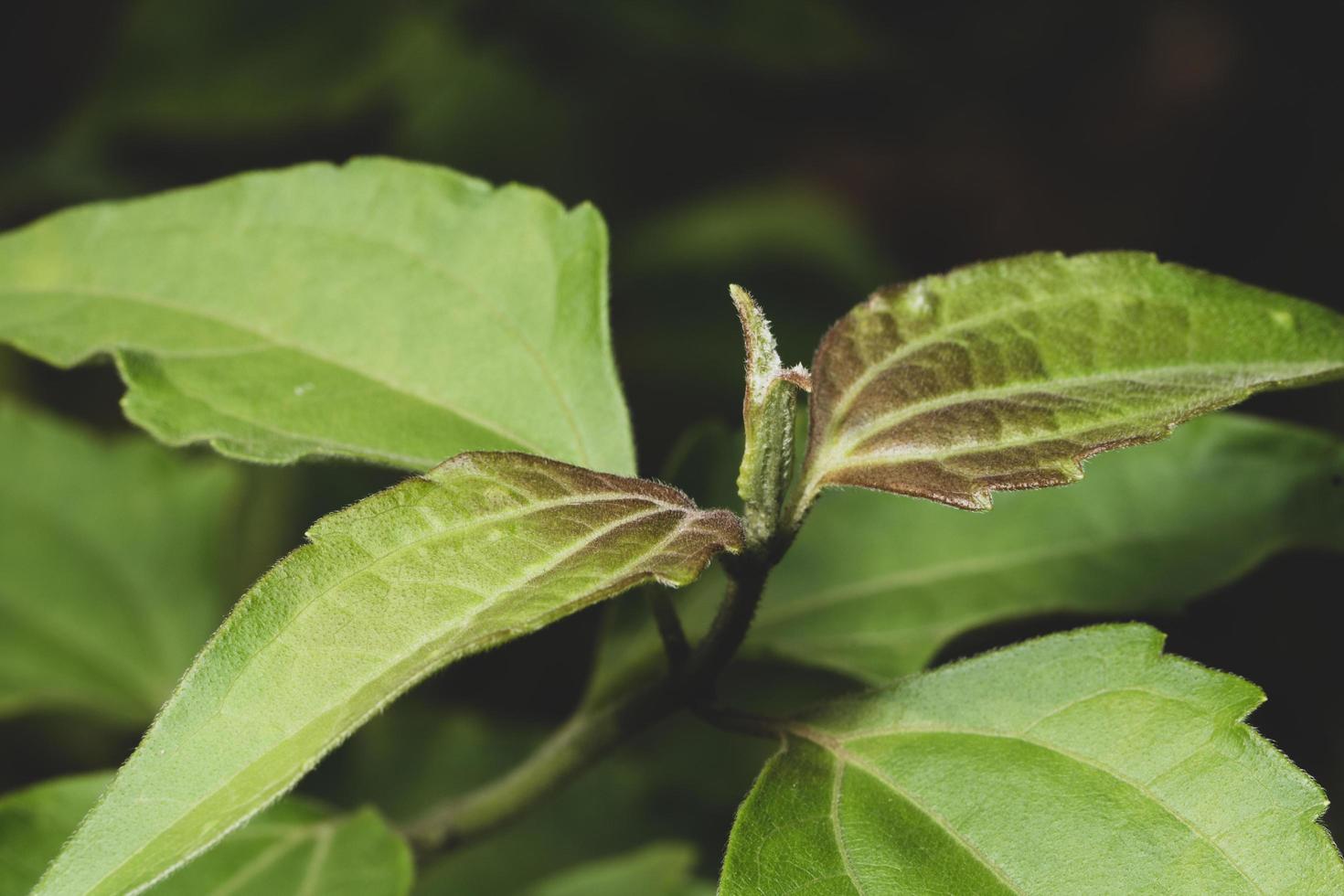 gröna blad bakgrund foto