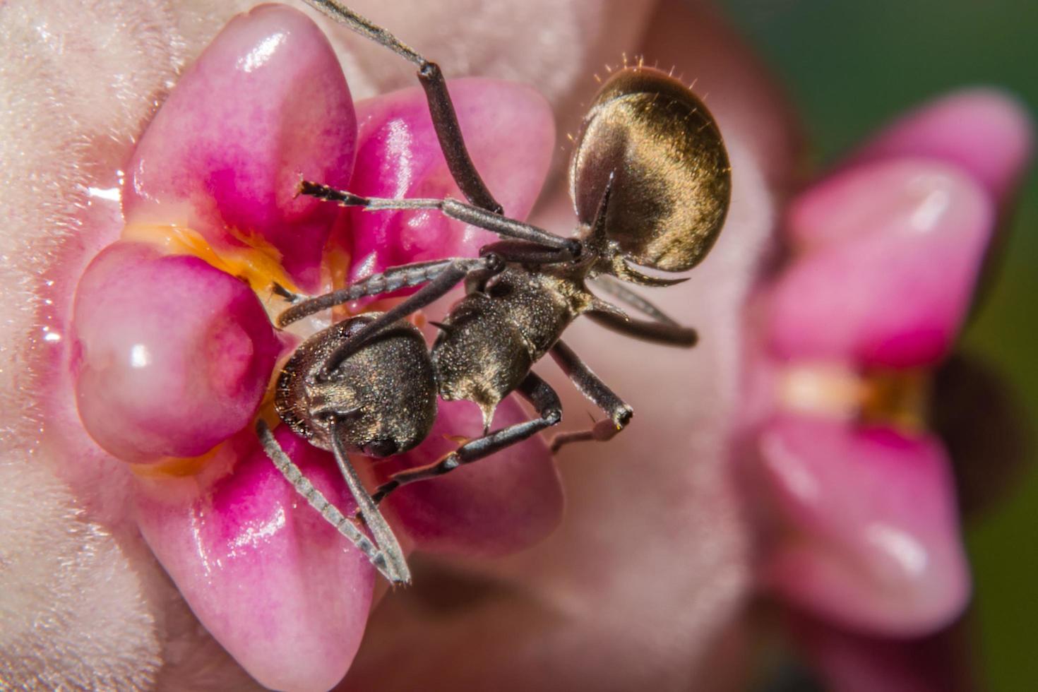 myra på en blomma foto