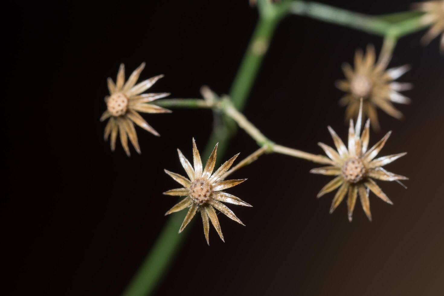 vildblommanärbild foto