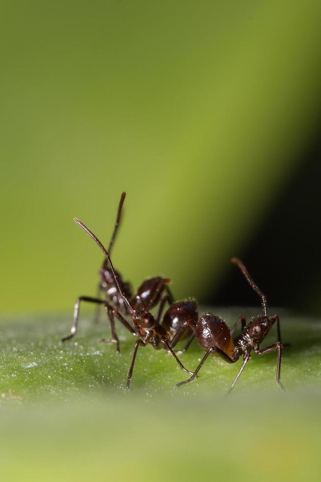 bruna myror på ett blad foto