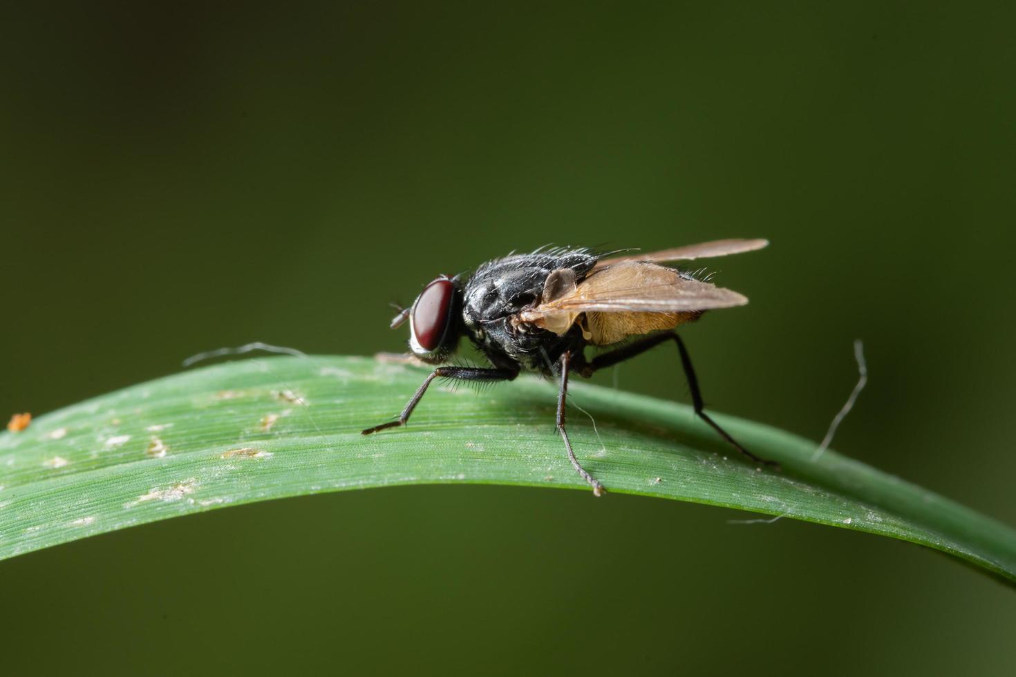 flyga på ett blad foto