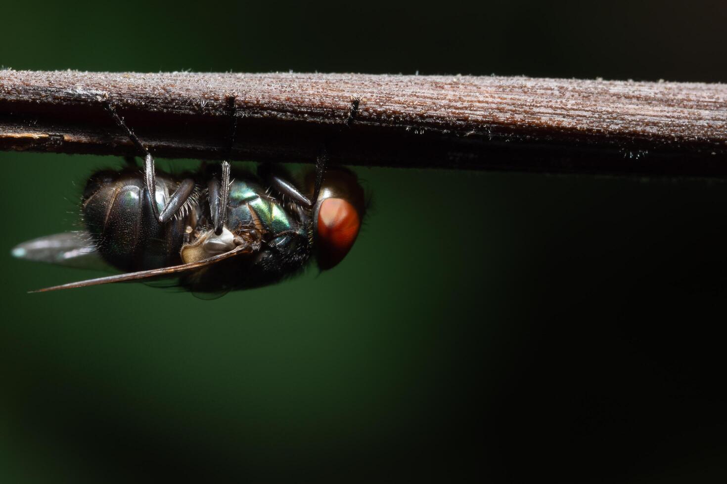 flyga på en gren foto