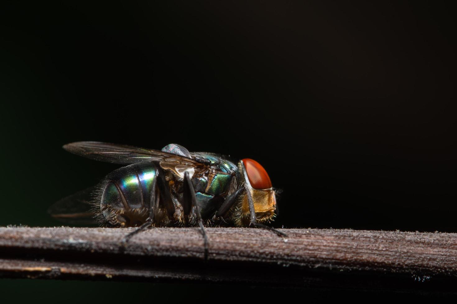 flyga på ett blad foto