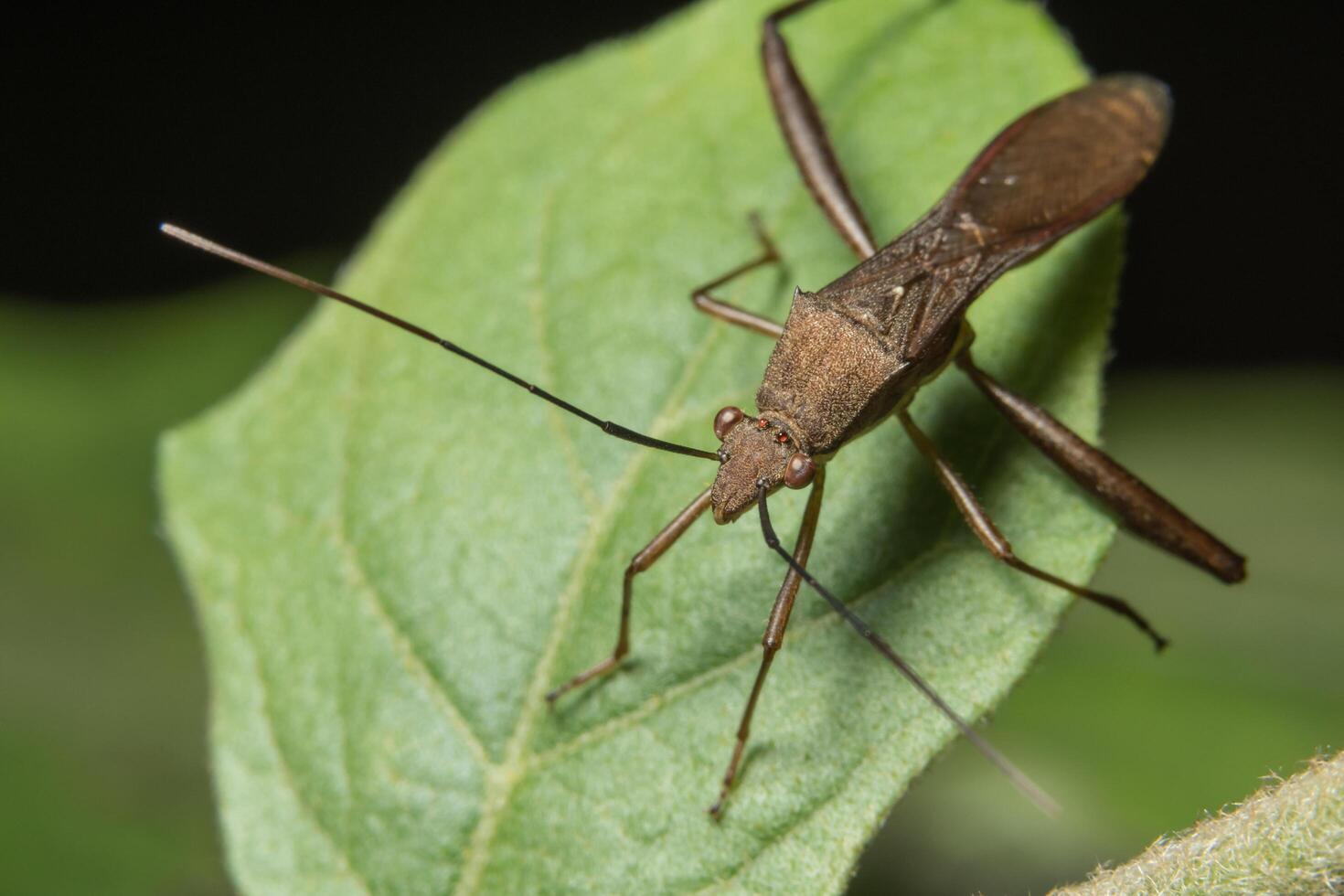 hemiptera blad på ett blad foto