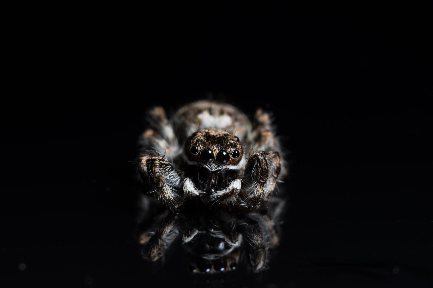 spindel på svart spegel foto