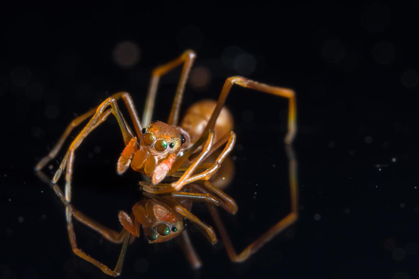 spindel på spegel foto