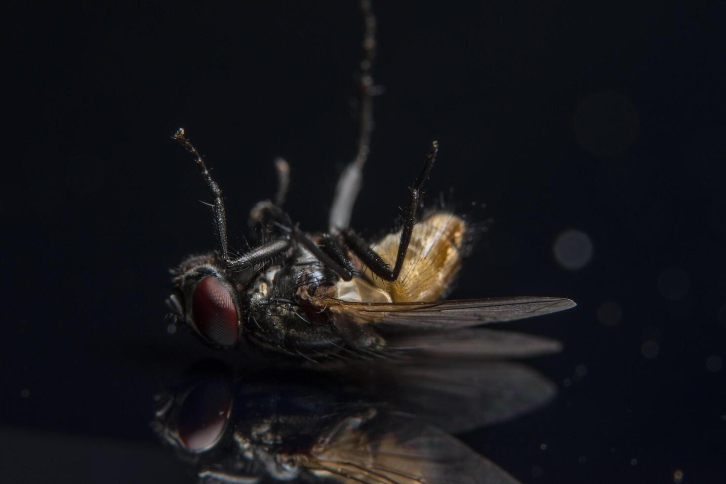 diptera flyga närbild foto