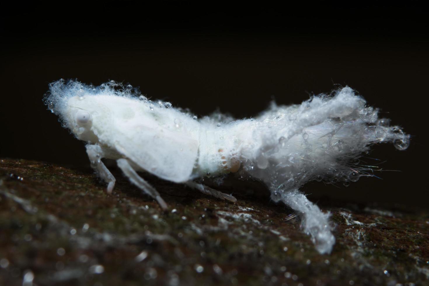 durian psyllid på en gren foto