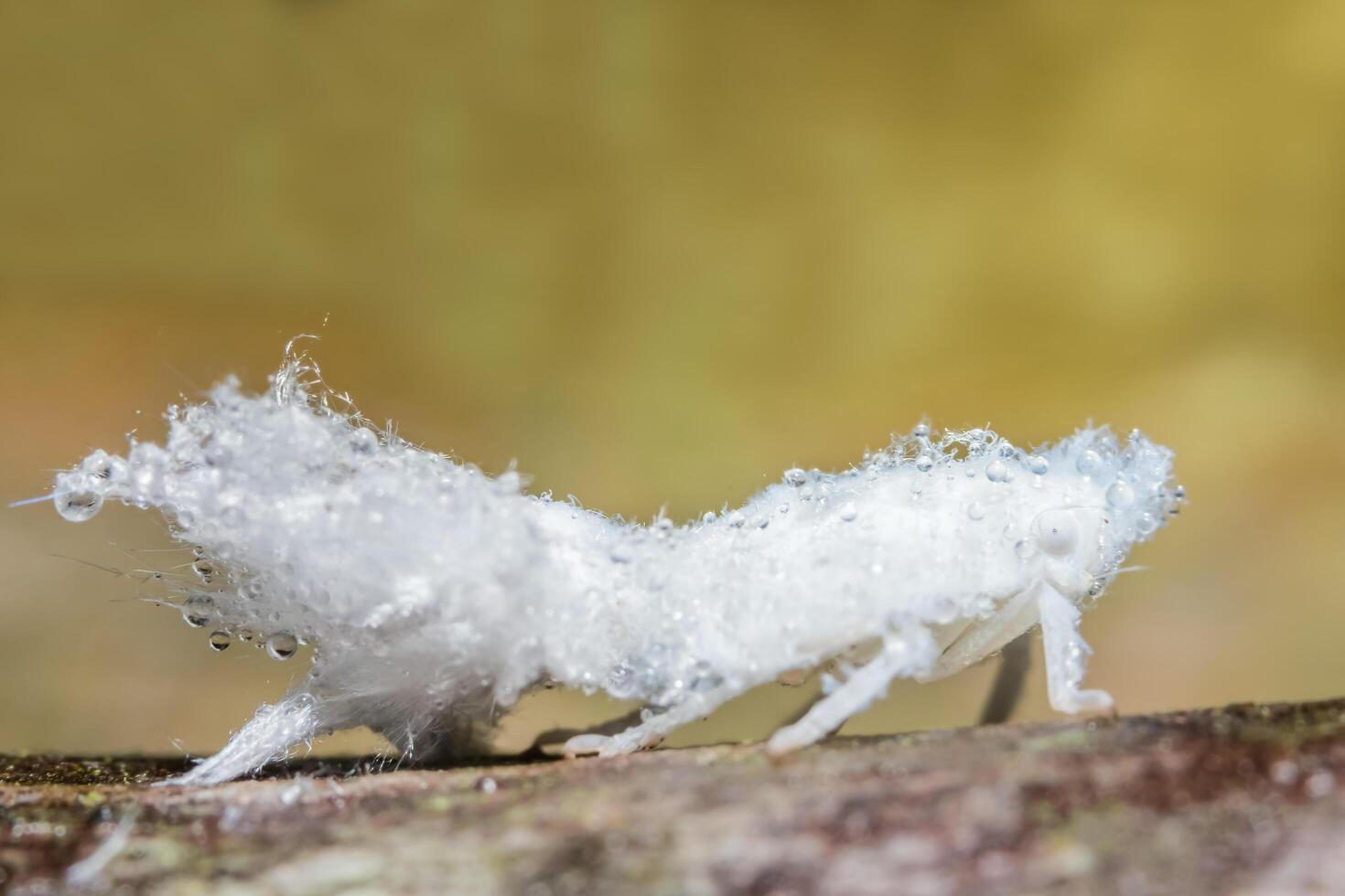 durian psyllid på en gren foto