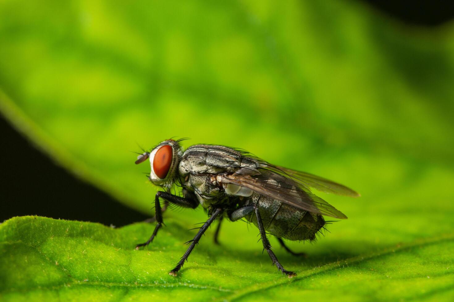 flyga på ett blad foto