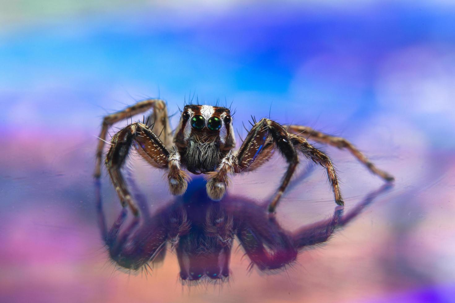 spindel på en färgstark bakgrund foto
