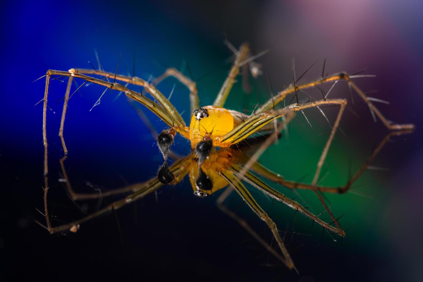 spindel på en reflekterande bakgrund foto