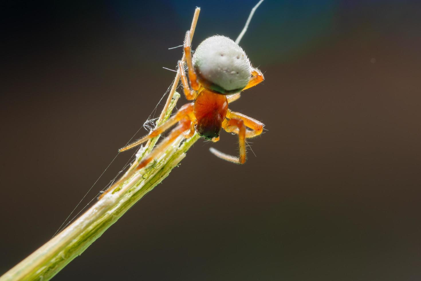 spindel på en växt foto