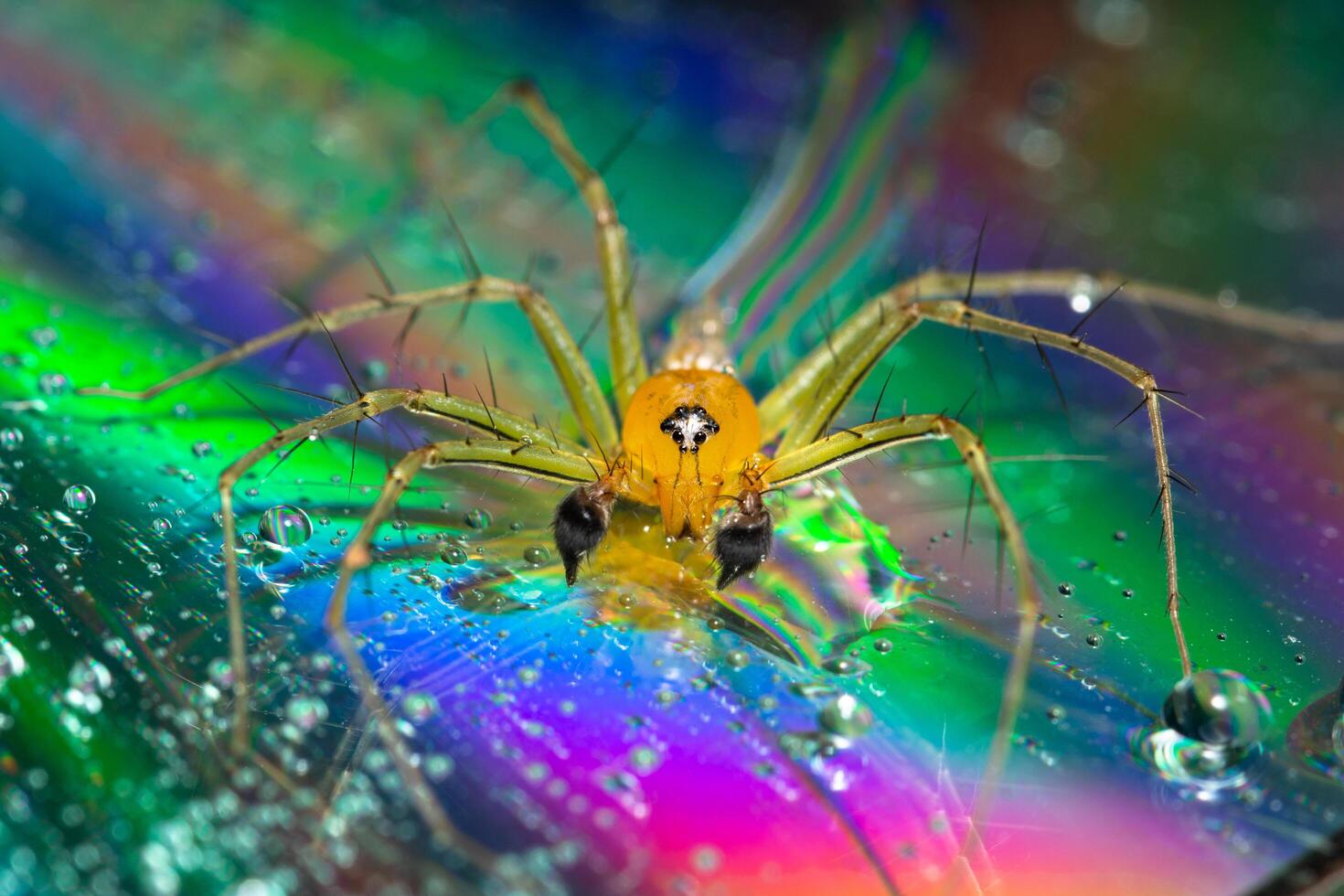 spindel på en reflekterande bakgrund foto