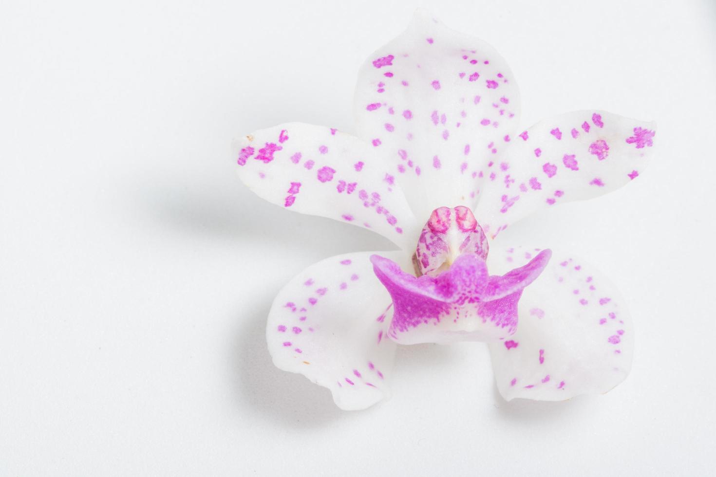 orkidéblomma på vit bakgrund foto