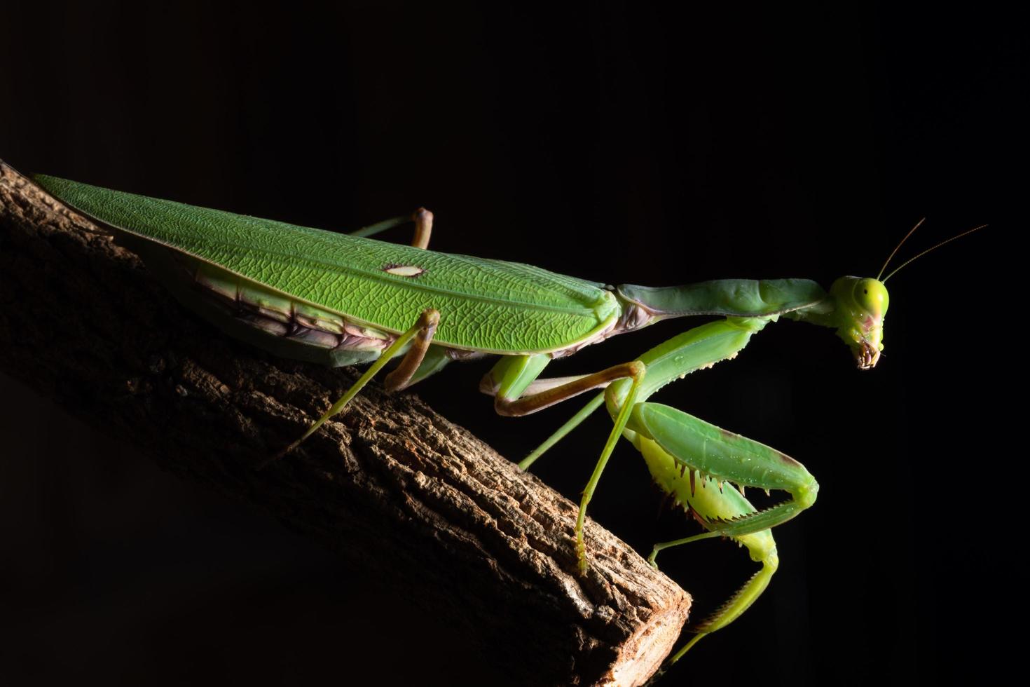 grön mantis på en gren foto