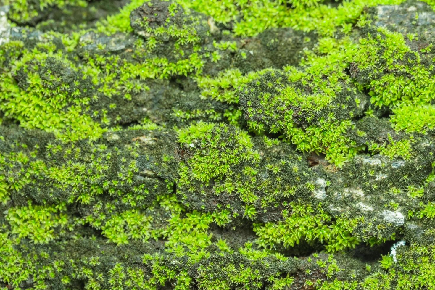 grön moss bakgrund foto