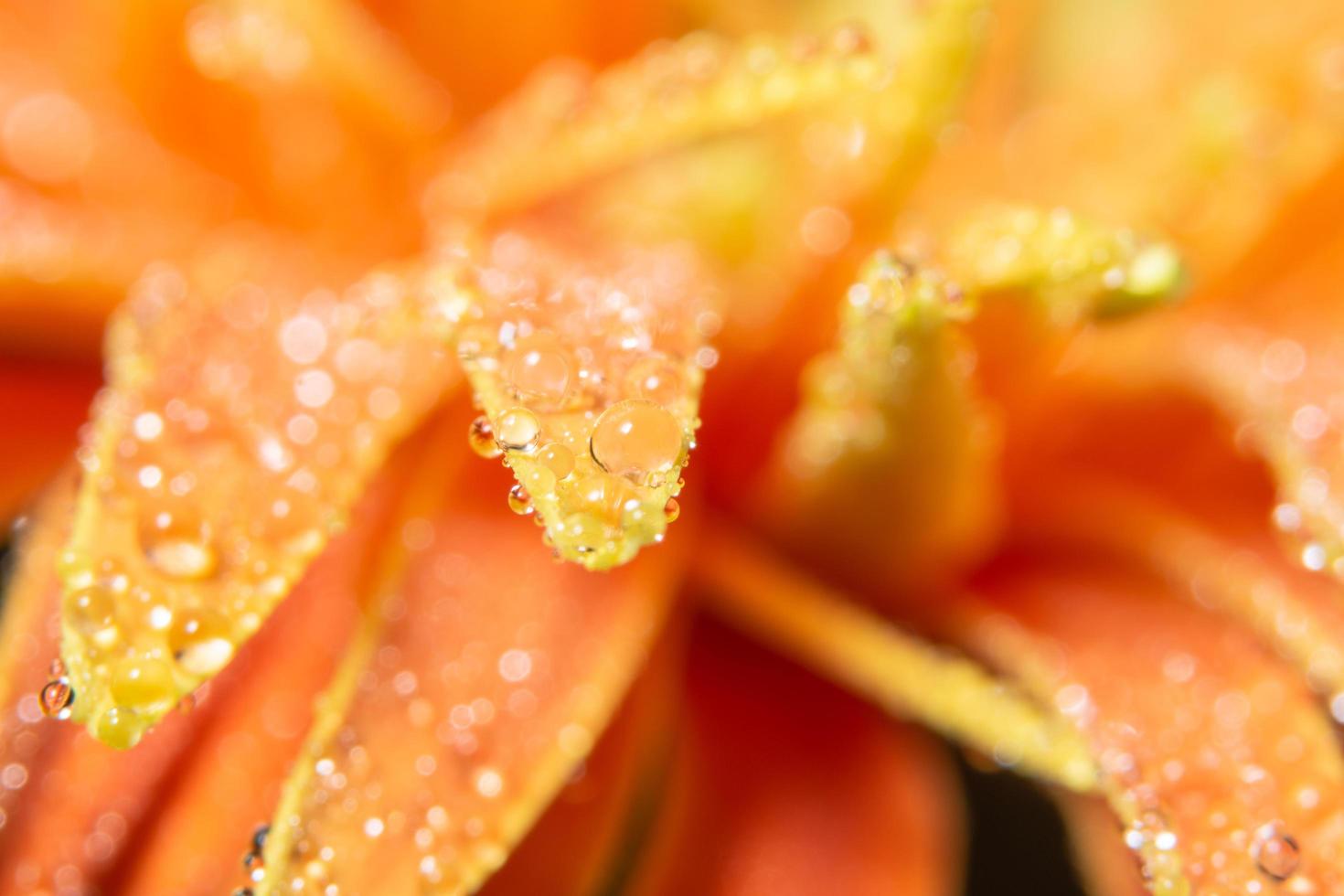 vattendroppar på orange blomblad, närbild foto