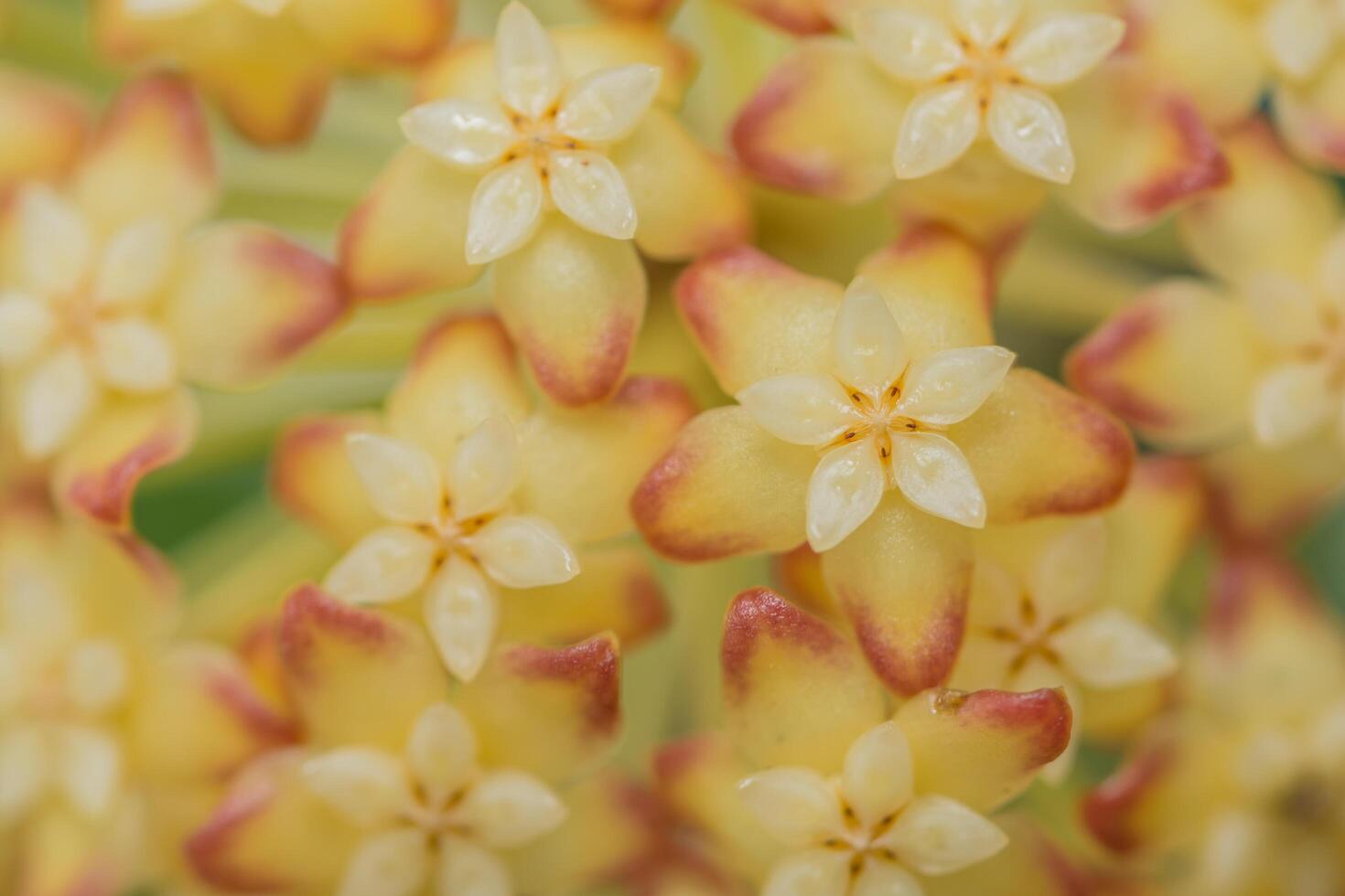 hoya gul blomma makro bakgrund foto