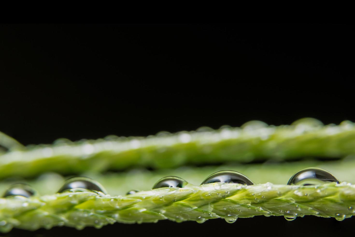 vattendroppar på en grön växt foto