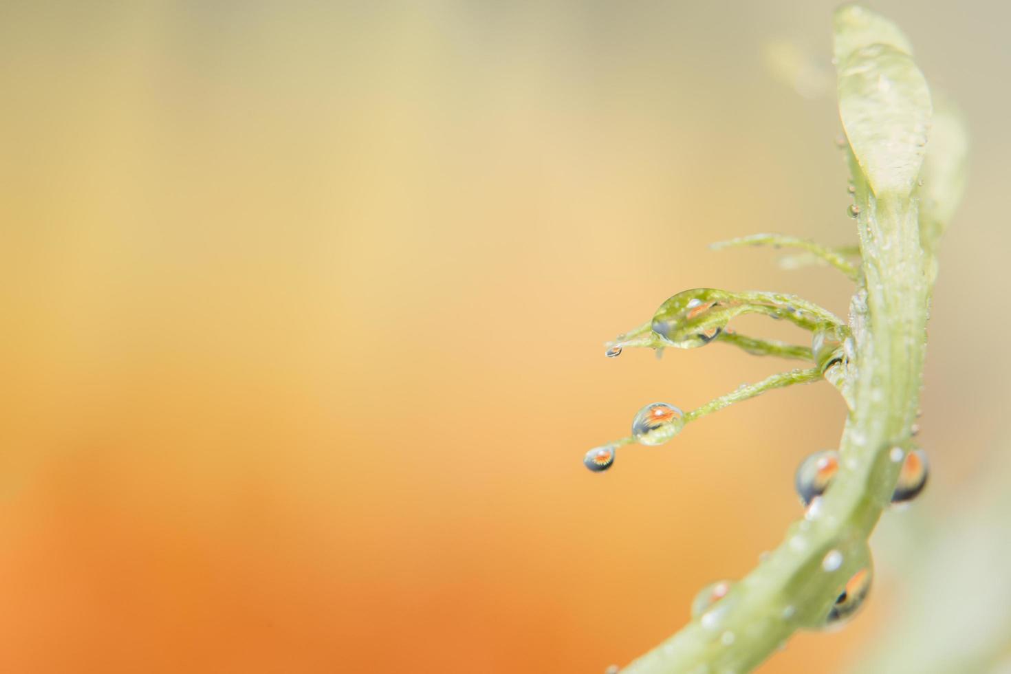 vattendroppar på blomblad foto