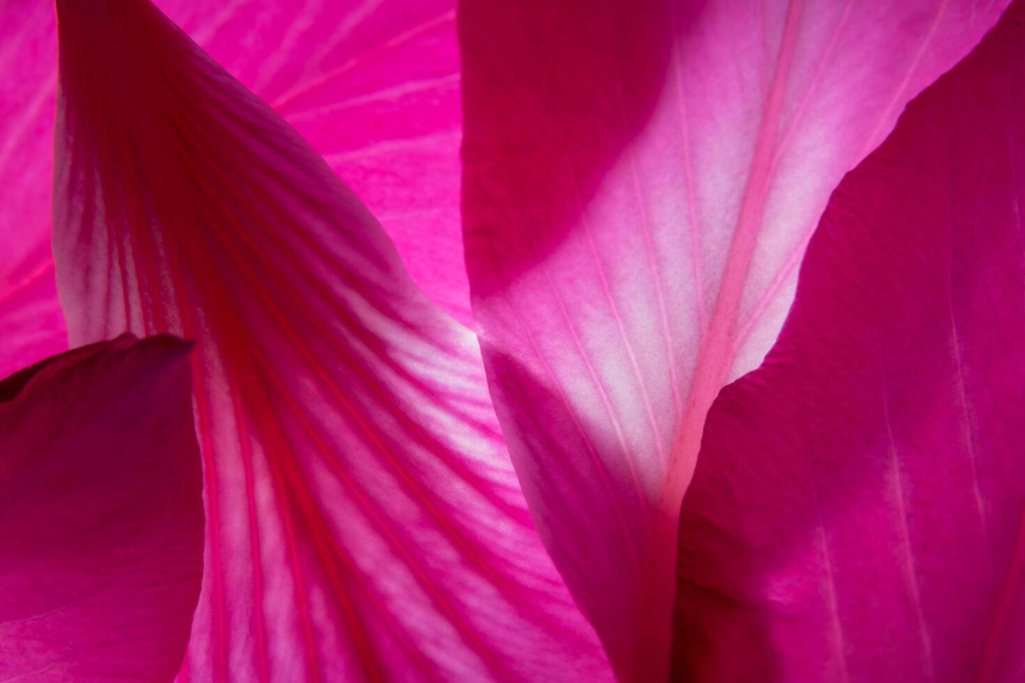 rosa blomma bakgrund foto