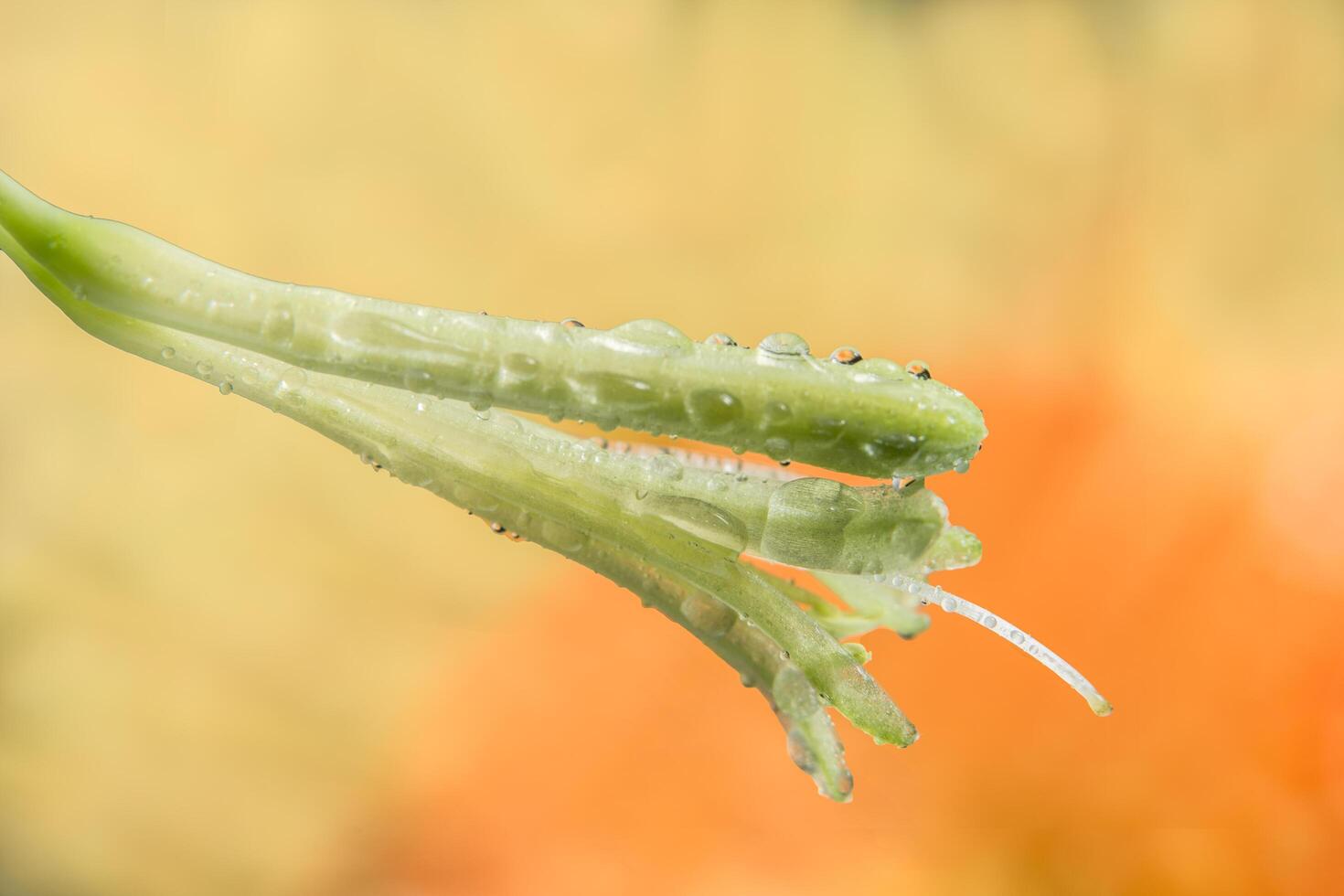 vattendroppar på blomblad foto