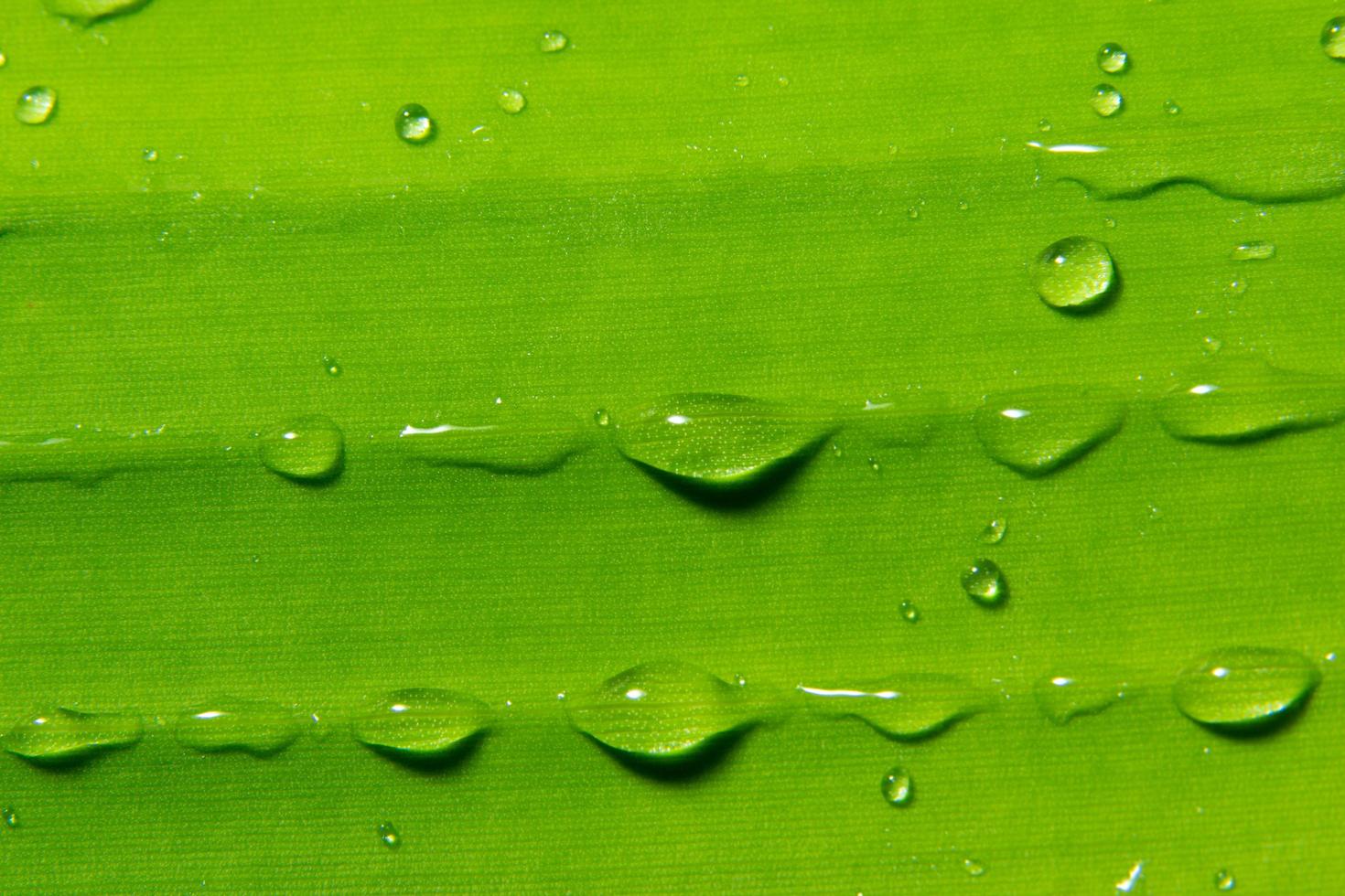 vattendroppar på en växt foto