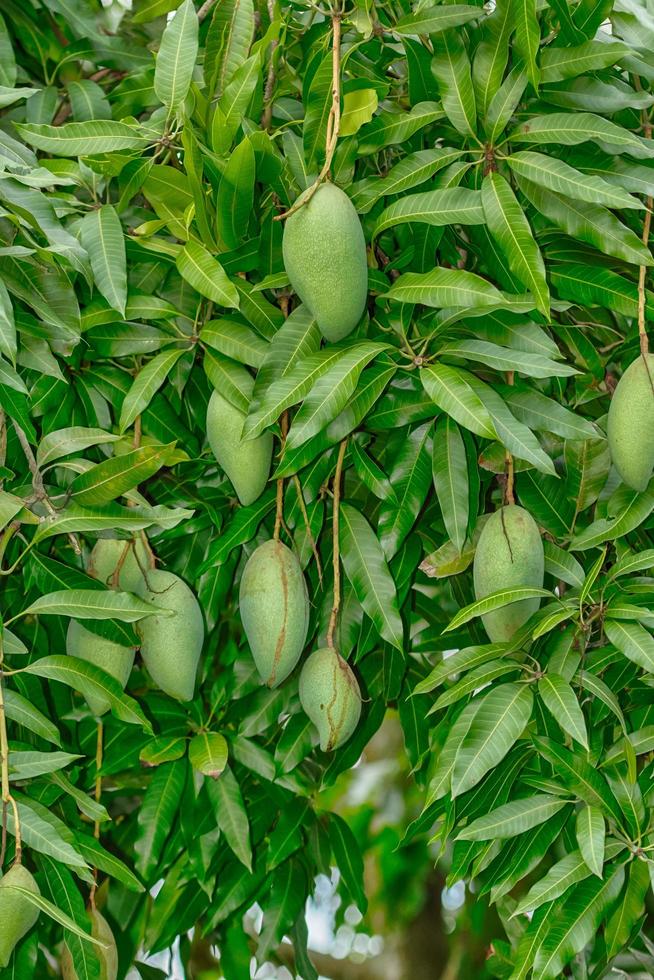 mangofrukter på trädet foto