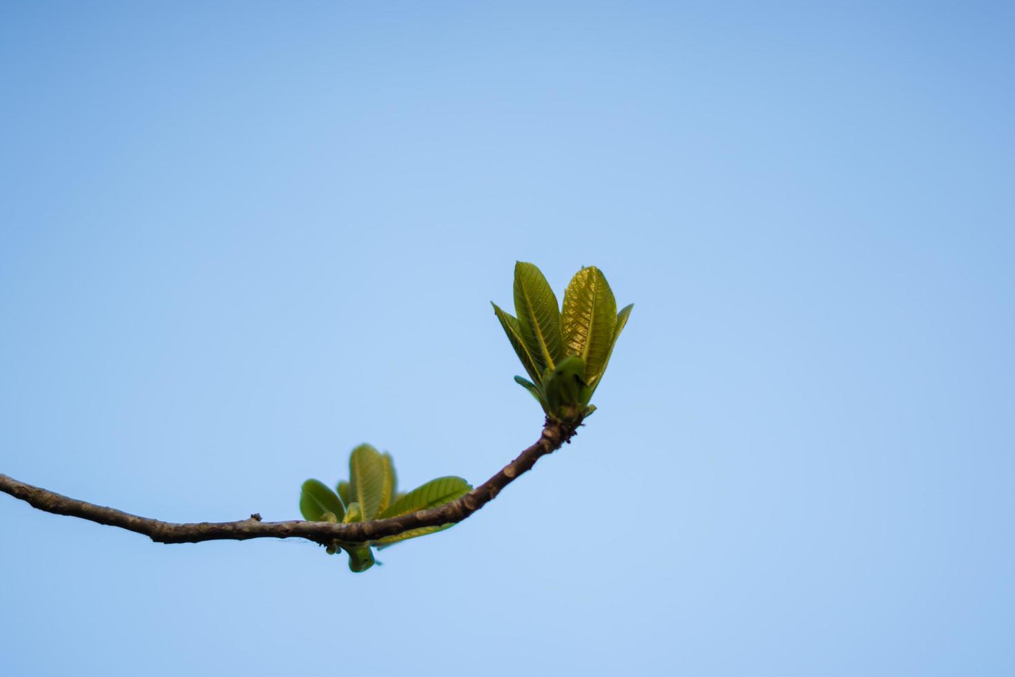 mjukt foto av gröna blad