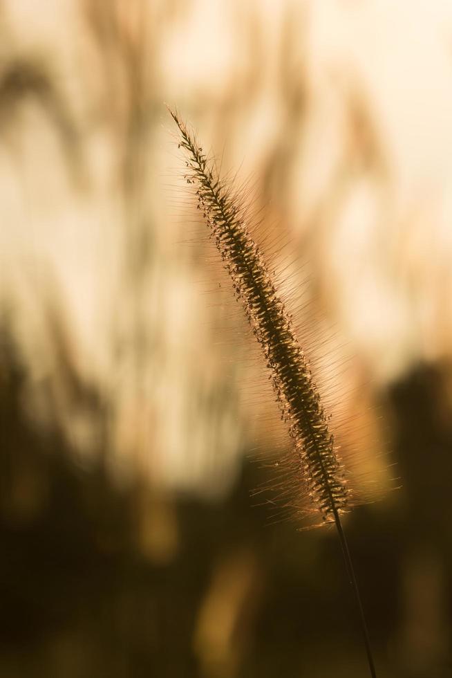 gräsblomma vid solnedgången foto